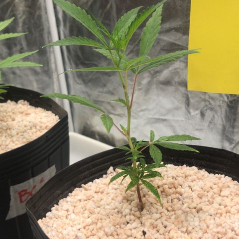 24 Tangie 2 growlog timeline photo
