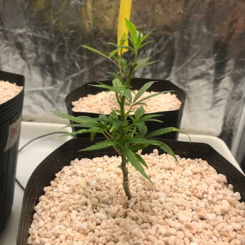 24 Tangie 2 growlog timeline photo