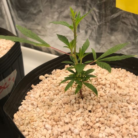 24 Tangie 2 growlog timeline photo