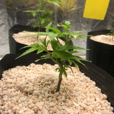 24 Tangie 2 growlog timeline photo