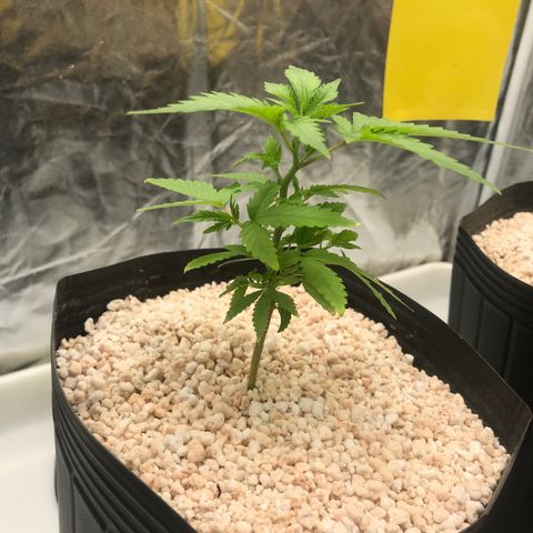 24 Tangie 2 growlog timeline photo