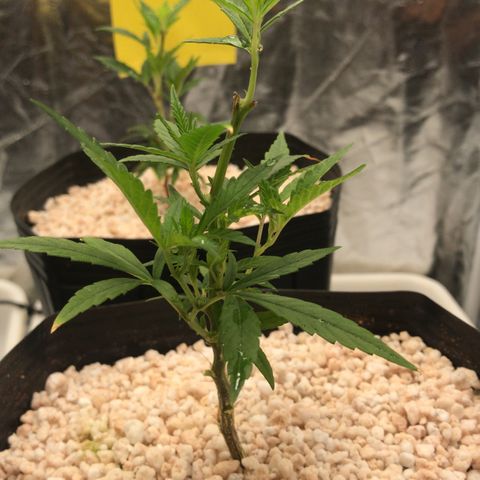 24 Tangie 2 growlog timeline photo