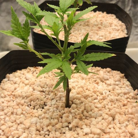 24 Tangie 2 growlog timeline photo