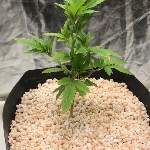 24 Tangie 2 growlog timeline photo