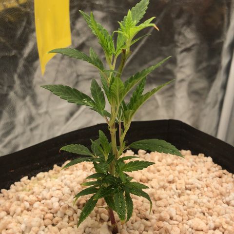 24 Tangie 2 growlog timeline photo