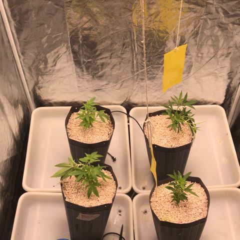 24 Tangie 2 growlog timeline photo