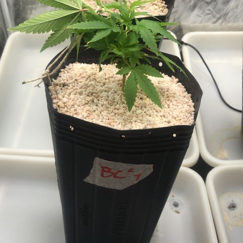 24 Tangie 2 growlog timeline photo