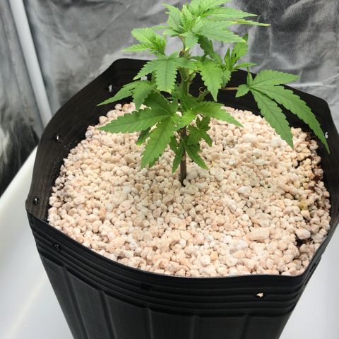 24 Tangie 2 growlog timeline photo