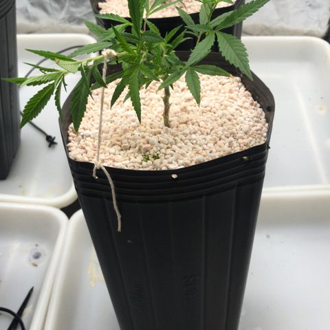 24 Tangie 2 growlog timeline photo