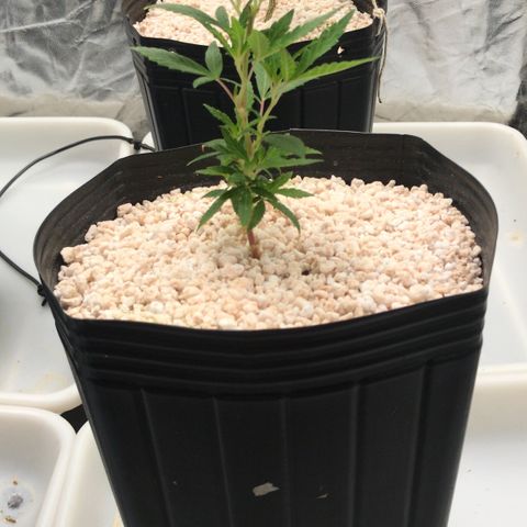 24 Tangie 2 growlog timeline photo