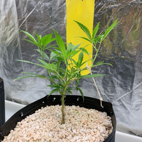24 Tangie 2 growlog timeline photo