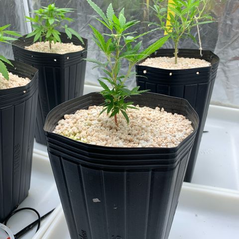 24 Tangie 2 growlog timeline photo