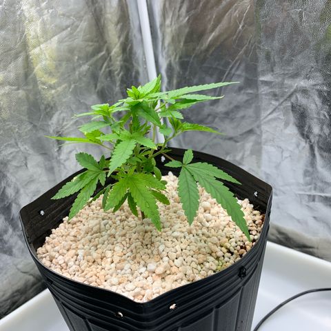 24 Tangie 2 growlog timeline photo