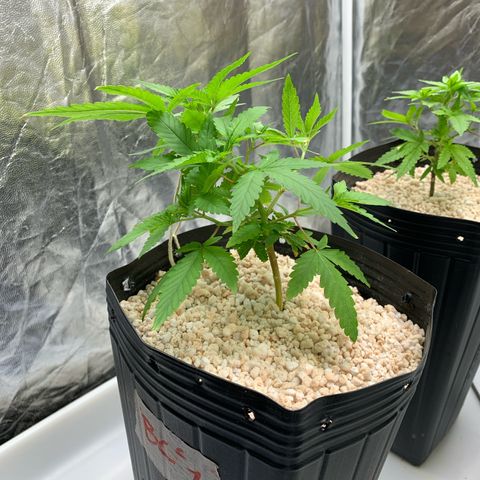 24 Tangie 2 growlog timeline photo