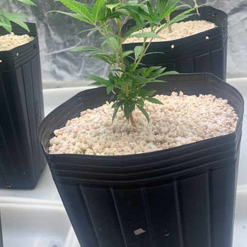 24 Tangie 2 growlog timeline photo