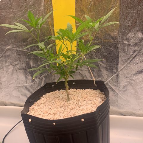 24 Tangie 2 growlog timeline photo
