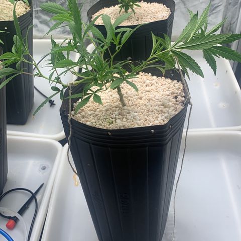 24 Tangie 2 growlog timeline photo