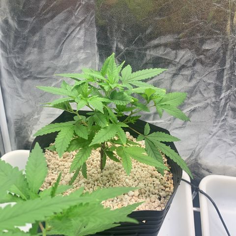 24 Tangie 2 growlog timeline photo