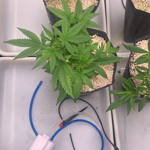 24 Tangie 2 growlog timeline photo