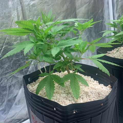 24 Tangie 2 growlog timeline photo
