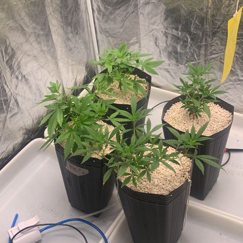 24 Tangie 2 growlog photo: Amarração 