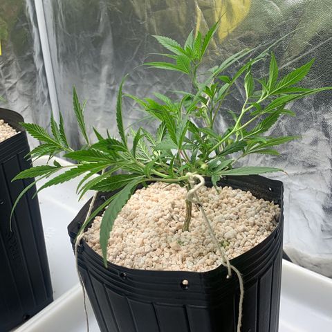24 Tangie 2 growlog photo: Amarração 