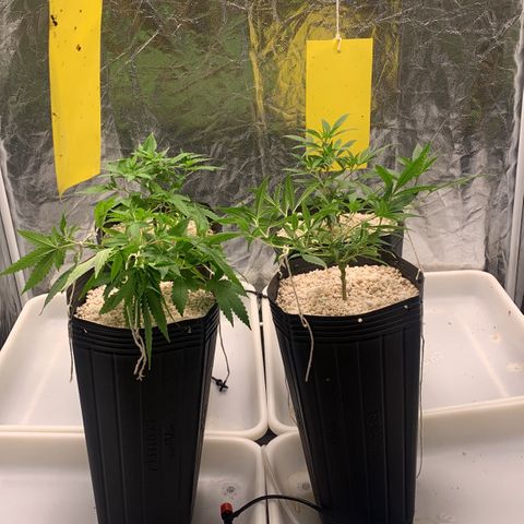 24 Tangie 2 growlog photo: Amarração 