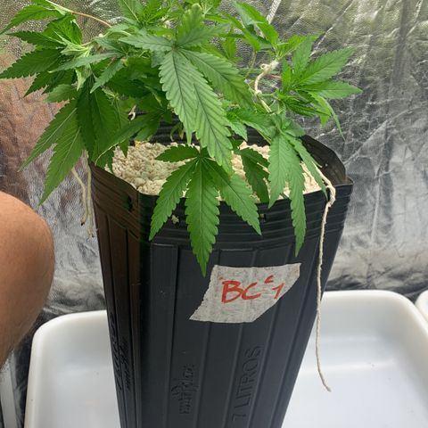 24 Tangie 2 growlog photo: Amarração 