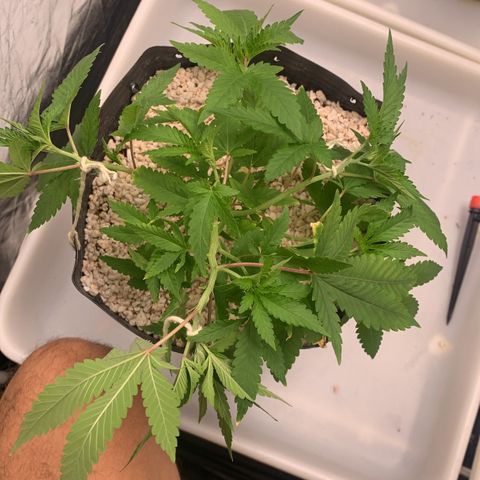 24 Tangie 2 growlog photo: Amarração 