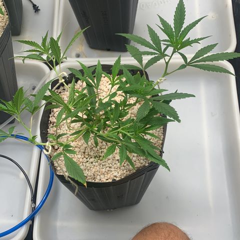 24 Tangie 2 growlog photo: Amarração 