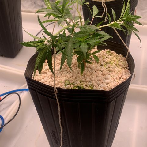 24 Tangie 2 growlog photo: Amarração nas outras 2