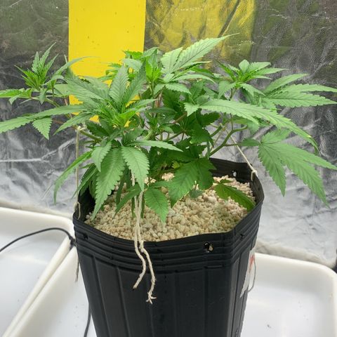 24 Tangie 2 growlog photo: Amarração nas outras 2