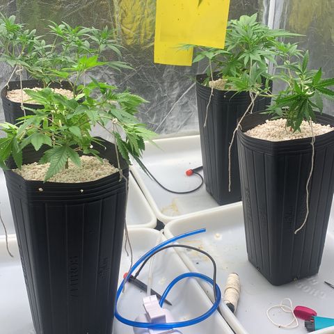 24 Tangie 2 growlog photo: Amarração nas outras 2