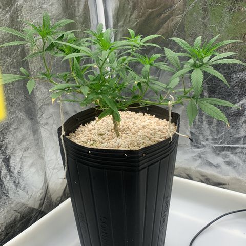 24 Tangie 2 growlog photo: Amarração nas outras 2
