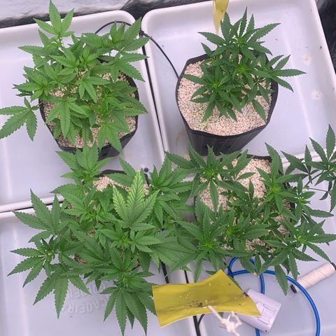 24 Tangie 2 growlog photo: Amarração nas outras 2