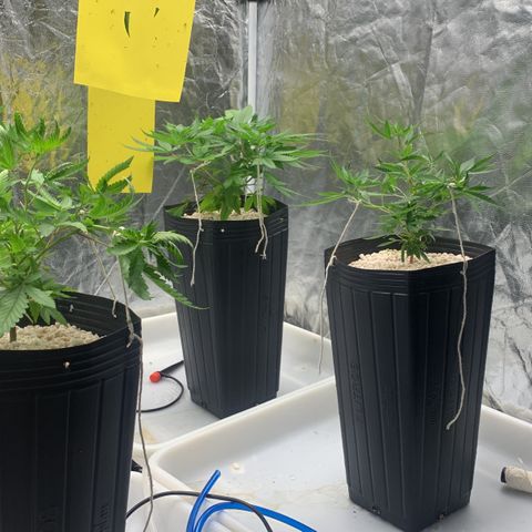 24 Tangie 2 growlog timeline photo
