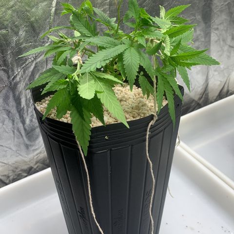 24 Tangie 2 growlog photo: Amarração nas outras 2
