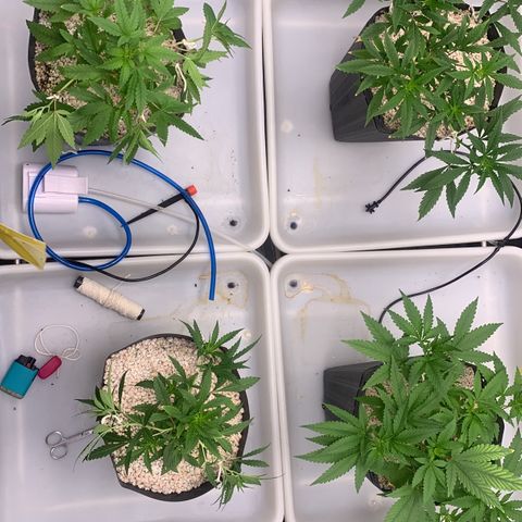 24 Tangie 2 growlog photo: Amarração nas outras 2