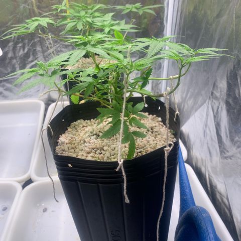 24 Tangie 2 growlog timeline photo
