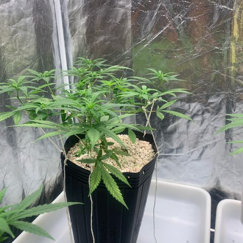 24 Tangie 2 growlog timeline photo