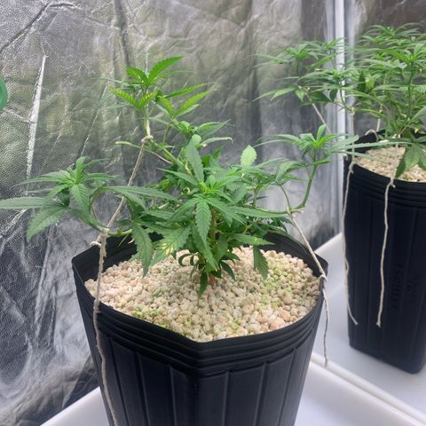 24 Tangie 2 growlog timeline photo
