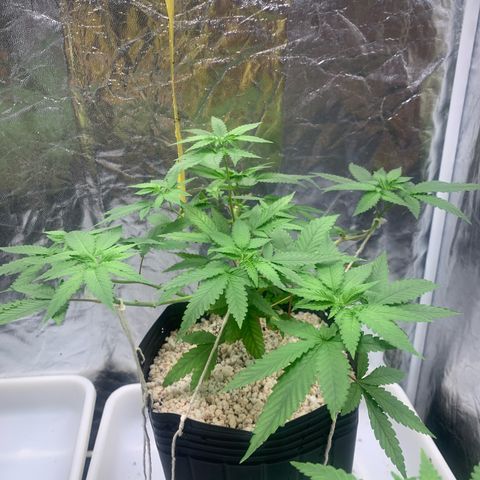 24 Tangie 2 growlog timeline photo