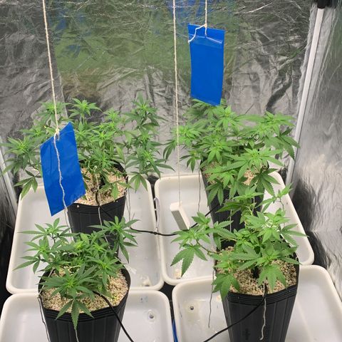 24 Tangie 2 growlog timeline photo