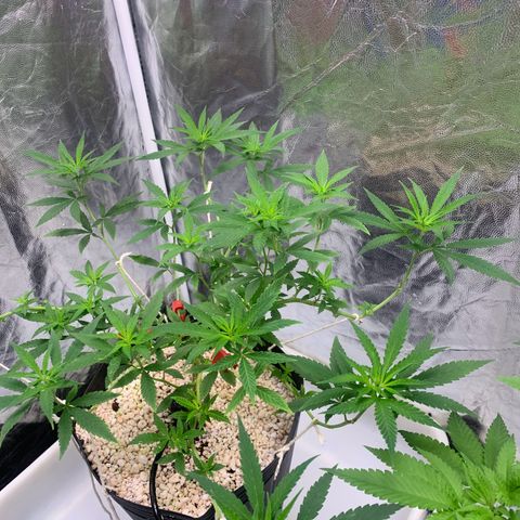 24 Tangie 2 growlog timeline photo