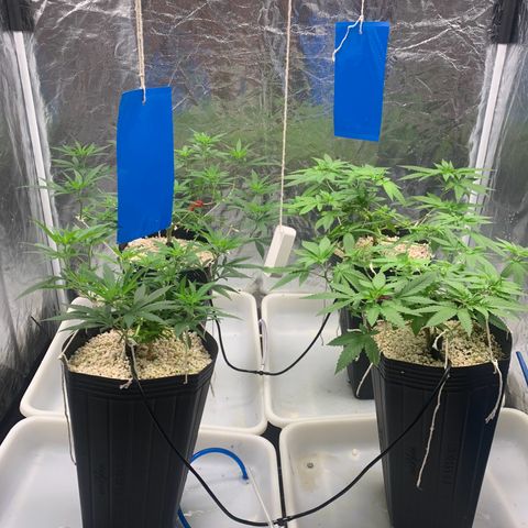 24 Tangie 2 growlog timeline photo