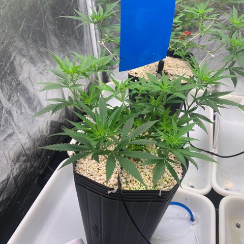 24 Tangie 2 growlog timeline photo