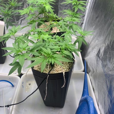 24 Tangie 2 growlog timeline photo