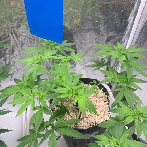 24 Tangie 2 growlog timeline photo