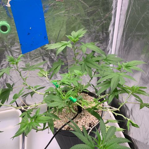 24 Tangie 2 growlog photo: Runoff 5.8 790 ppm 