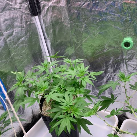 24 Tangie 2 growlog photo: Runoff 5.8 790 ppm 